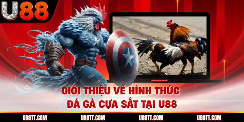Giới thiệu về hình thức đá gà cựa sắt tại U88