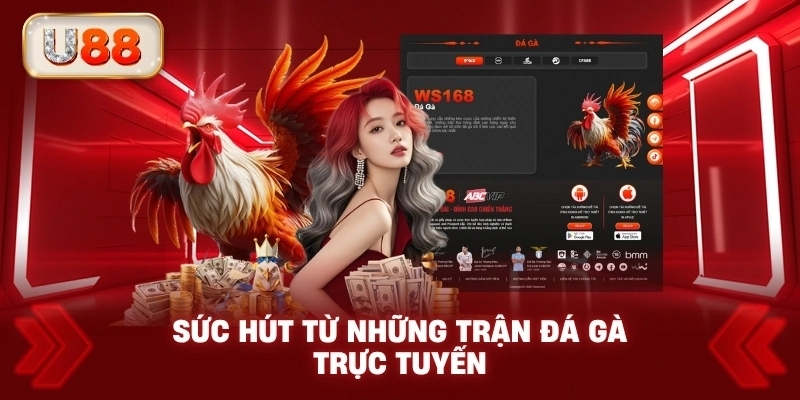 Sức hút từ những trận đá gà trực tuyến